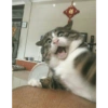 Memes engraçados de gatos 17
