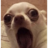 Chihuahua  17 😱