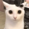 🌈🐈‍⬛✨️Gatos Funny Mood✨️🐈‍⬛🌈 23