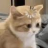 Kucing sigma 28