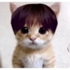Gatas fofinha de perucas  16