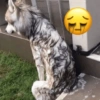 Perritos enojados 😡 🐶 8