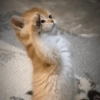 Cat Meme 11