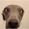 Dogs. | @ocenferios  Haki. 5