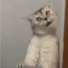 🌈🐈‍⬛✨️Gatos Funny Mood✨️🐈‍⬛🌈 10