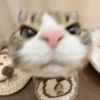 MEME KUCING 14