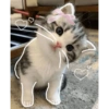 Kucing Lucu 17