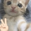 Kucing sigma 29