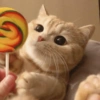 Gatos random 😺 21