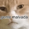 Gatos Reactions 💥🐱 10