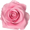 Pink flower  13