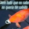 nem tudo que eu sabo eu queria ter sabido