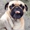 Mix perritos sin palabras  14