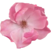 Pink flower  10