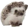 Animals 24