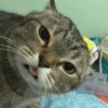 Cat Meme 15