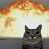 Gatos memes 24