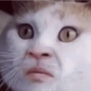 Cat Meme 6