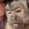 MACAQUINHO FOFO ❤️ 10