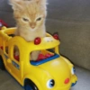 🐈-Cats-🐈 13