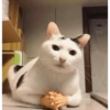 MEME KUCING 19