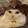Gato shitpost 12
