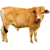 Packing Kurban Idul Adha🐄 🐂 10