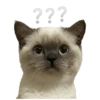 KUCING LUCU 14