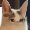 Gatos llorando 19
