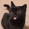 Kucing Gemoyyy 12