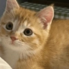 🧿Animalitos Cute para  Chat🐈🐶 23