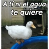 A tí ni el agua te quiere
