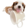 Animals 10