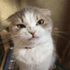 🌈🐈‍⬛✨️Gatos Funny Mood✨️🐈‍⬛🌈 12