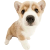 Animals 7
