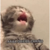 AAAA QUIERO CARIÑO