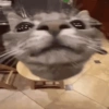 Gatos memes 15