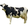 Packing Kurban Idul Adha🐄 🐂 8