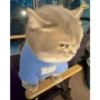 MEME KUCING 7