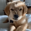 Reações cachorros 13