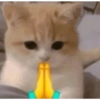 Kucing sigma 18