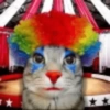 Random Cat's 🐈🐈‍⬛ 6