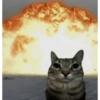 Cat meme 🐱 11