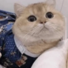 🧿Animalitos Cute para  Chat🐈🐶 18