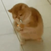 Gatos cute😎amor 2😎 12