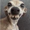 Memes cachorro  16