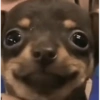 Chihuahua  18 😊