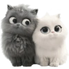 GATITOS REACCION 6