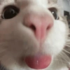 Gatitos cura Depresión😸😽 14