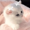 🧿Animalitos Cute para  Chat🐈🐶 29